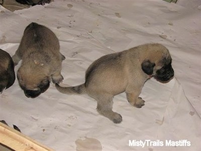 Puppies peeing and pooping in designated area