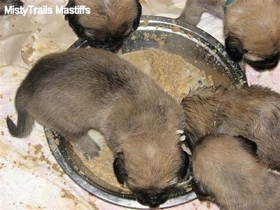 Close Up - Four Puppies eating out of the dog bowl and one puppy inside the bowl making a mess