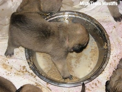 Puppy inside of the dog bowl