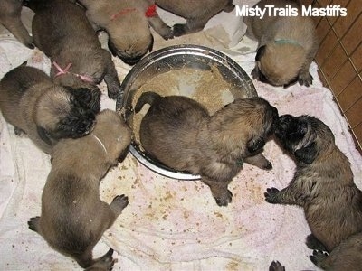 Close Up - Puppies climbing in Mush