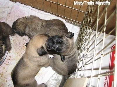 Close Up - Three puppies sitting against the cage