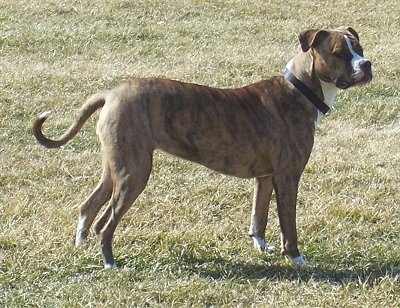 The right side of a brindle with white American Bulldog that is standing across grass and it is looking to the right.
