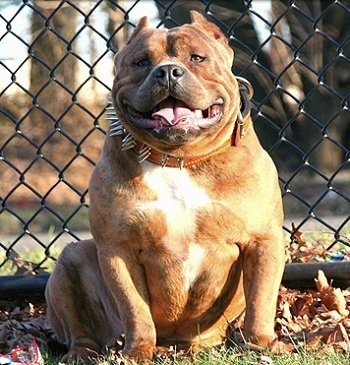Front view - A short-legged, wide, muscular, tan with white American Bully is sitting in grass in front of a chainlink fence looking forward. It has a large head, small cropped ears and a large thick brown leather spiked collar. Its mouth is open and its tongue is out. It looks like it is smiling.