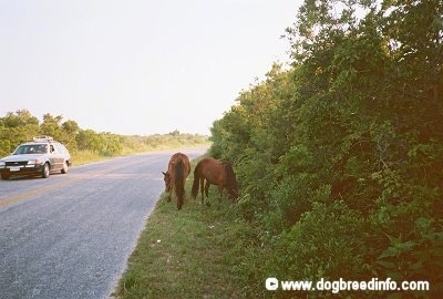 Two Ponies eating grass roadside