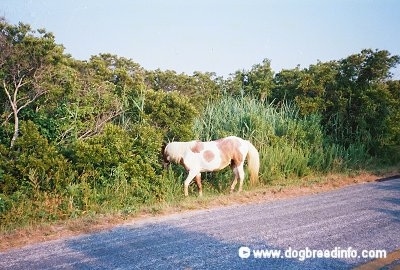 Pony walking roadside
