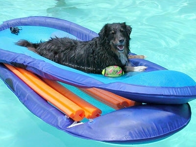 The right side of a black with white Australian Shepherd that is laying on a floaty in the middle of a pool, next to a dog toy with its mouth open