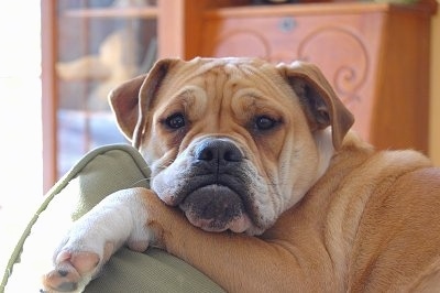 Close Up - The left side of a tan and white Beabull that is laying on a couch, her chin is resting on her front leg.