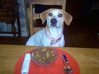 A white with tan Beagle mix is wearing a pink collar, sitting in a wooden chair and in front of it is a food bowl on top of a red place mat with a white napkin and fork and a spoon on a table.