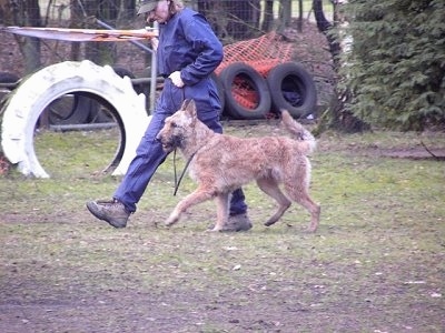 The left side of a tan Belgian Shepherd Laekenois that is being walked around a training course