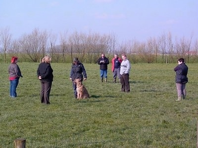 A tan Belgian Shepherd Laekenois is sitting in a field surrounded by seven people