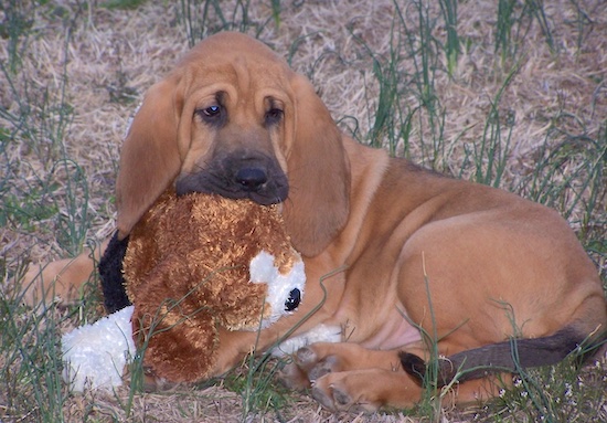 Abby the Bloodhound puppy laying outside with a plush toy of a dog