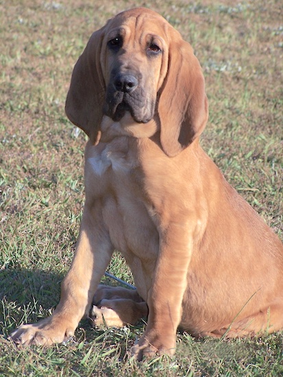 Bloodhound Dog Pictures