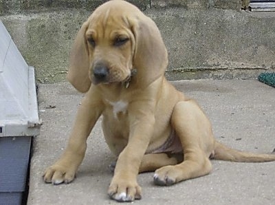 Little Anne the Bloodhound Puppy sitting on a concrete step next to a doghouse