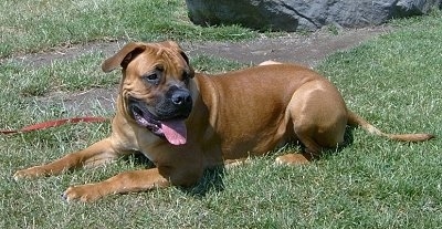 Our purebred Boerboel dog