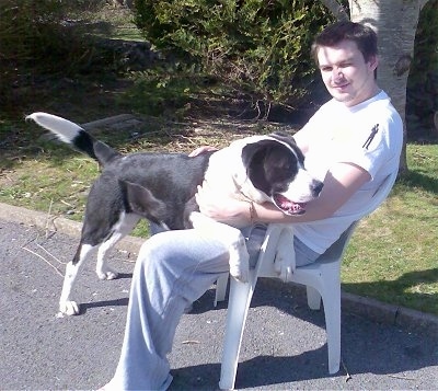 Harry the Boxador jumped up in the lap of a person who is sitting in a white lawnchair in a driveway