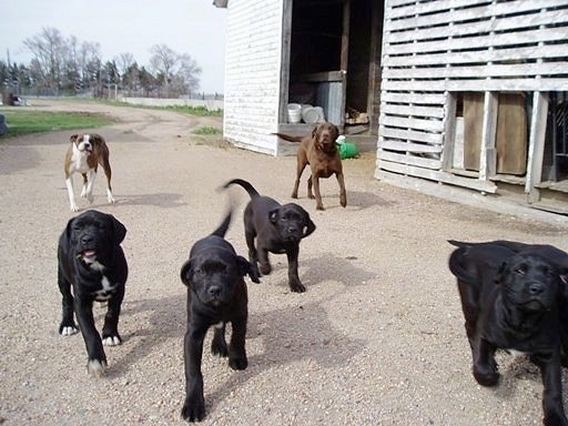 A litter of Boxador puppies running towards the camera with their parents running behind them next to a white barn and a dirt road in the background