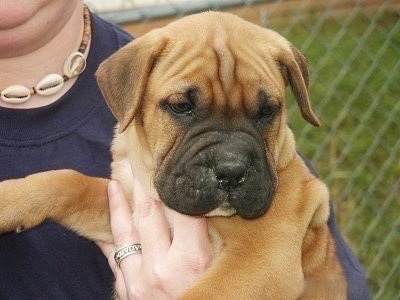 brindle boxer dog. reverse rindle Boxer and dad