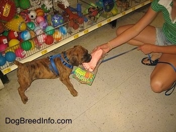 Bruno the Boxer biting a foot toy