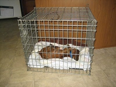 Bruno the Boxer sleeping in his crate