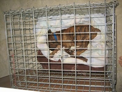 Bruno the Boxer sleeping in his crate - top view