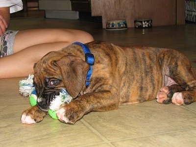 Bruno the Boxer puppy chewing the dog rope toy