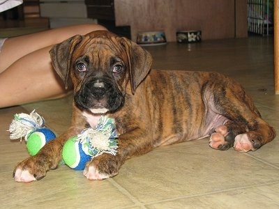 Bruno the Boxer laying on a tiled floor with a dog rope ball toy