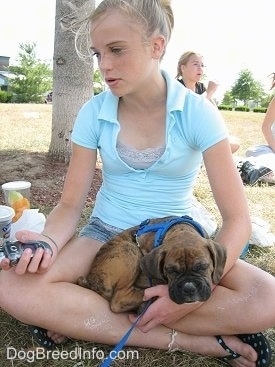 Bruno the Boxer sleeping in Amie's lap