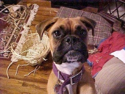 Roxie the Boxer is looking up at the camera holder and there is a destroyed wicker basket behind her.