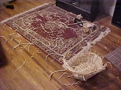 A chewed up wicker basket in front of a rug with wicker pieces all over it