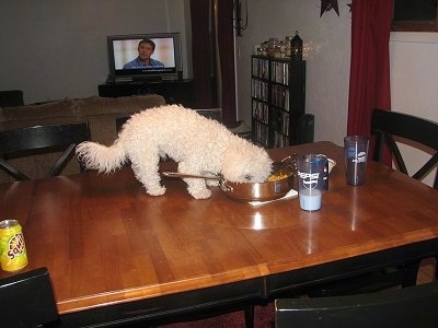 Captain Jack the Bichon Frise is eating food out of a pan on the middle of a dining room table with a glass of milk next to him