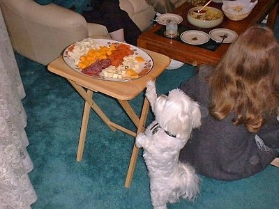 Elizabeth the Bichon is standing on its hind legs trying to reach a cheese plate on top of a tray table