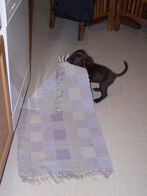 Scout the Boxador puppy is pulling the rug across a tiled floor