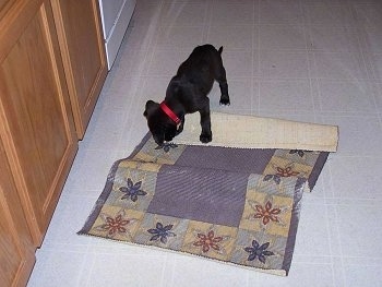 Scout the Boxador puppy is standing on a throw rug and chewing the corner of it