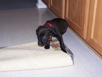 Scout the Boxador Puppy is sitting on a tiled floor with its head down as he stops chewing the rug