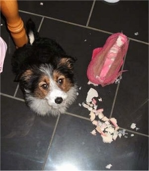 Corgi x Border Collie Hybrid Puppy is sitting on a tiled floor and looking up at the camera holder. There is a chewed up pink thing next to it