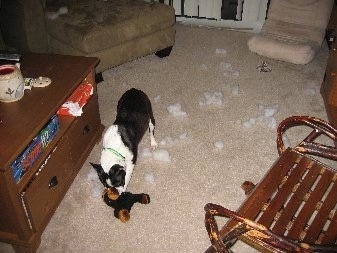 Casey the Boston Terrier is chewing a plush toy leaving stuffing all over the room.