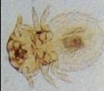 Mallophaga Lice