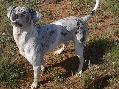 Blue the Catahoula Leopard Dog is standing outside in a dirt patch and looking up