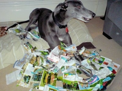 Razor the Greyhound is laying on a pillow dog bed and magazine pieces are everywhere in fornt of him