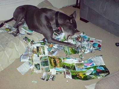 Razor the Greyhound is actively tearing apart a magazine while laying on a pillow dog bed