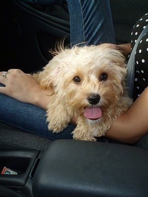 Sloopy the Cavapoo is sitting in the arms of a passenger in a car. Its mouth is open and its tongue is out