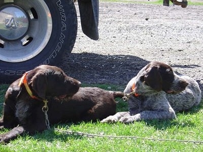 Duke and Bruiser the Cesky Fousek are laying in grass and looking to the right. There is a big tire behind them