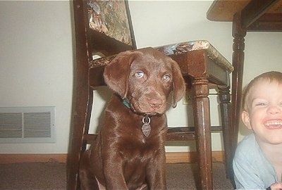 Princess Baby Rascal the Chesador as a puppy sitting in front of a wooden table and chair and next to a smiling child