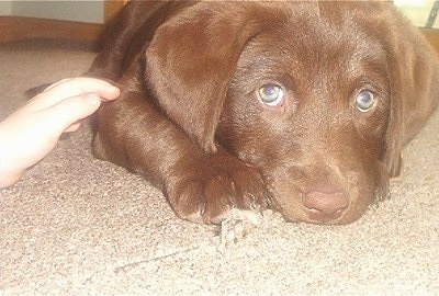Close up view from the front - A brown Chesador puppy with big paws is laying down on a carpet and a person is moving their hand to touch it.
