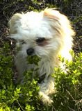 Theissen the Chi Apso outside standing in green weeds