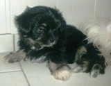 Chi Apso puppy laying against a wall on a white tiled floor in front of a shaggy dog