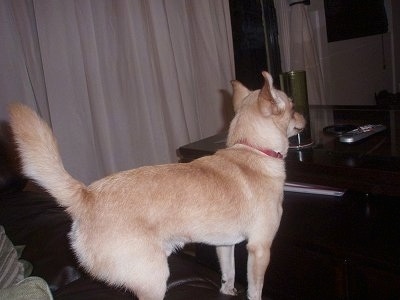 Oliver the Chigi standing on a leather couch and looking at a coffee table