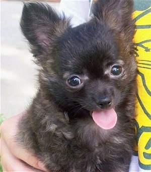 Bear the Chihuahua puppy is in the arms of a person and its tongue is out looking happy