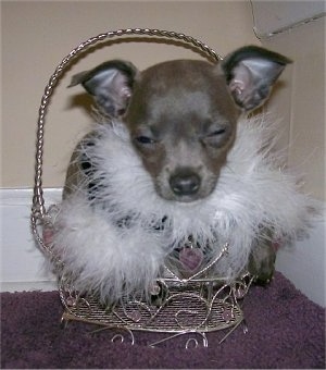 Mabel the Chihuahua puppy is laying in a basket and its eyes are only a little bit open. It is wearing a jacket with frills on the edges and his eyes are squinted