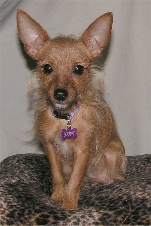 Scrappy the China Jack is sitting in a leopard dog bed wearing a purple collar and purple dog tag looking forward